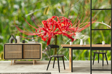 Naklejka Full blooming of red spider lily (Lycoris radiata