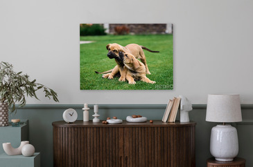Plakat Brazylijski lub Fila Brasileiro Mastif pies w parku na wymiar •  młody, brązowy, miejsce •