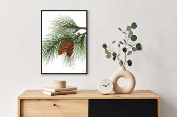 Pine Branches With Cones Winter Nature With Free Space For