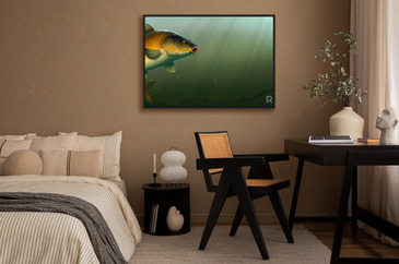 Plakat Carp fish (koi) realism isolate illustration. Fishing for big na  wymiar • karp, zwierzęcy, tło •