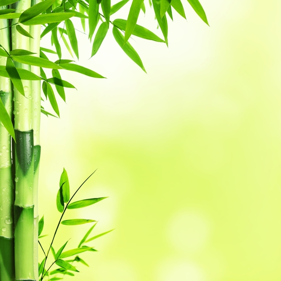 Bambus auf grünem hintergrund