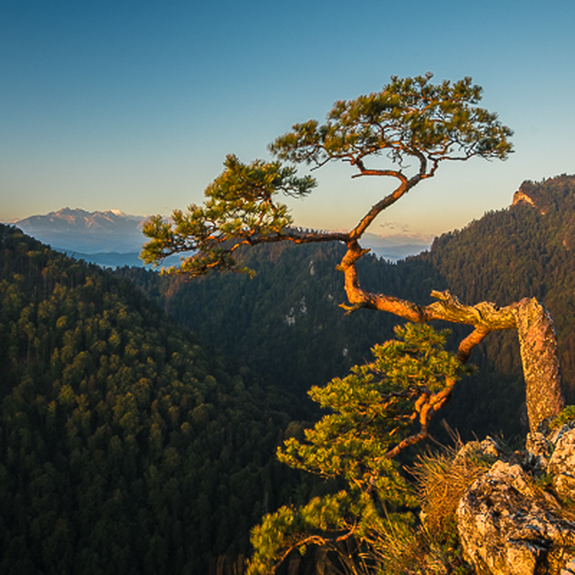 Berge wald und grüner