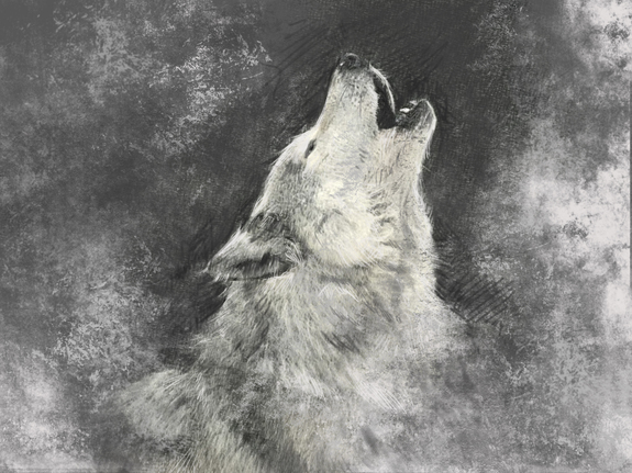 Weißer heulender wolf
