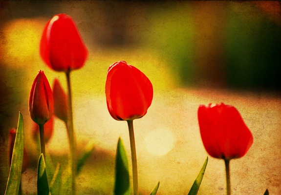 Rote tulpen in retro-version