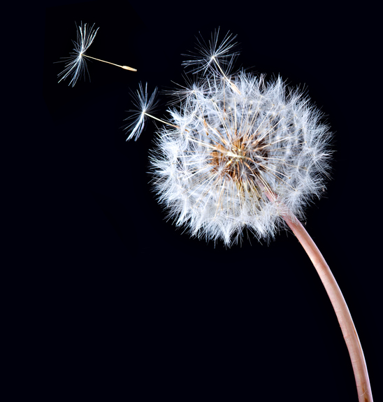 Einzelne pusteblume auf schwarzem hintergrund