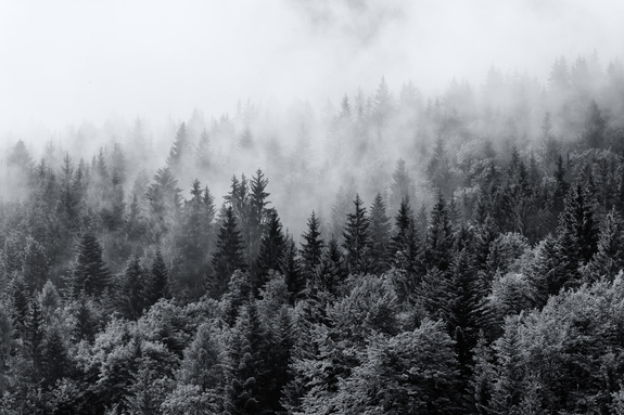 Schwarze und weiße bäume im wald