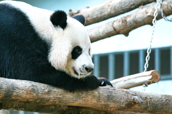 Panda auf den zweigen