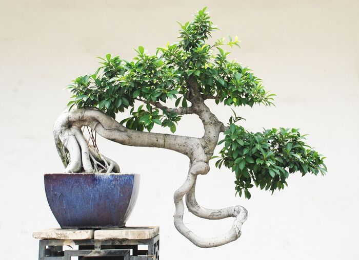 Bonsai-baum im topf