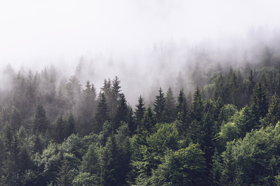 Waldäste im nebel