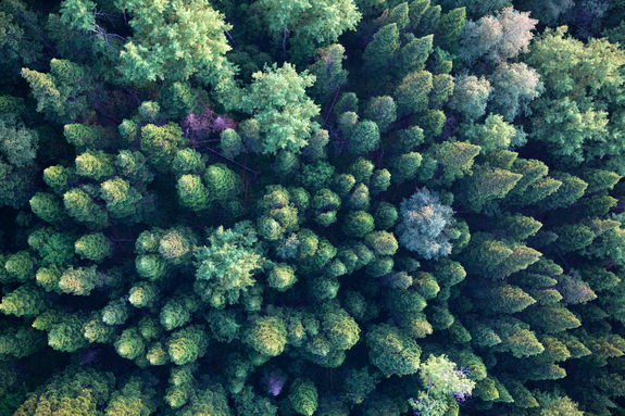 Waldlandschaft aus der vogelperpektive