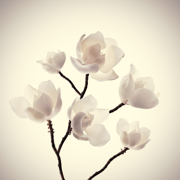 Weiße magnolie auf hellem hintergrund