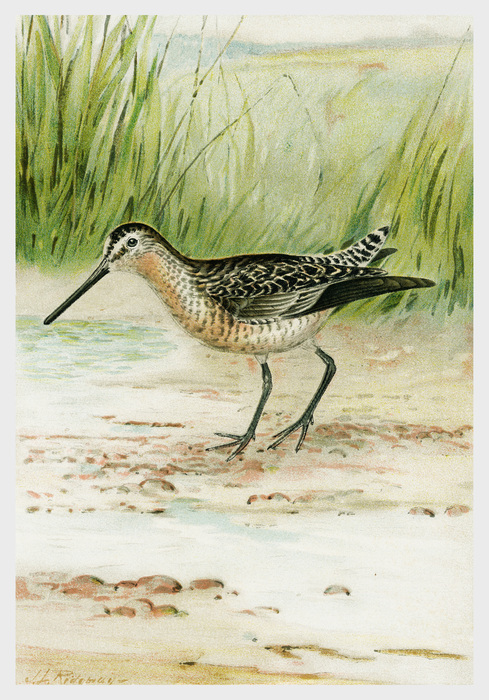 Limnodromini macrorhamphus griseus