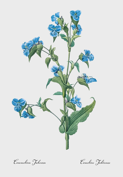 Commelina coelestis