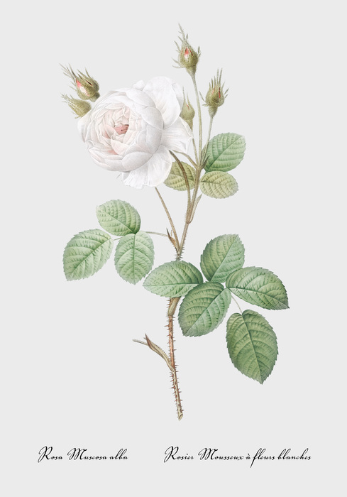 Rosa centifolia muscosa
