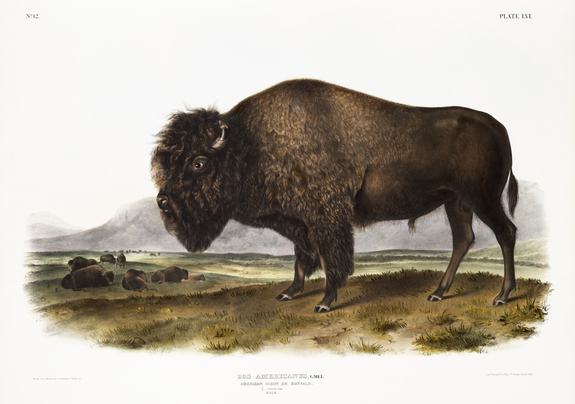 Amerikanischer bison