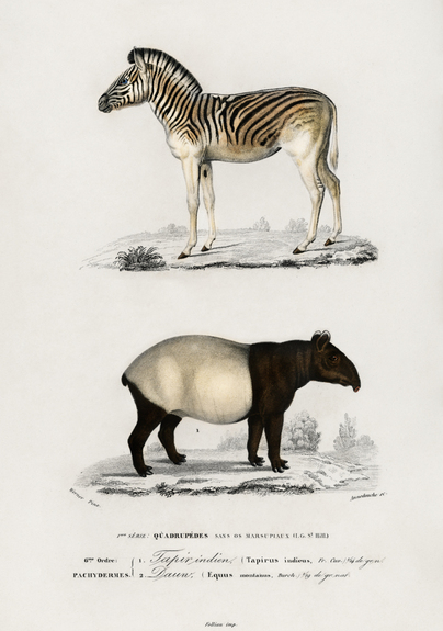 Bergzebra und schabrackentapir