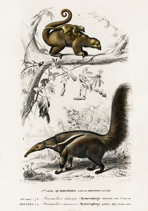 Gemeiner zwergameisenbär