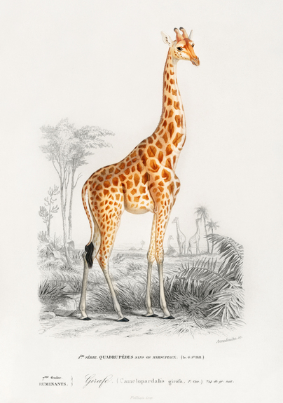 Giraffe vor dem hintergrund der landschaft