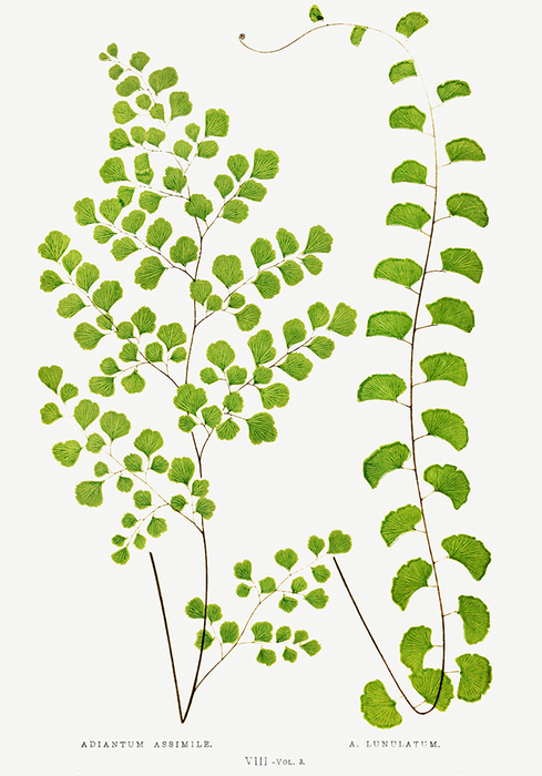 Adiantum assimile