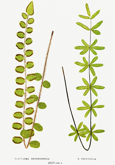 Pellaea rotundifolia und ternifolia