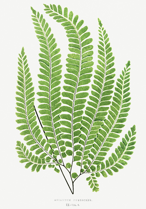 Rauer frauenhaarfarn