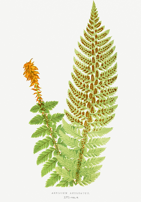 Gelappter schildfarn