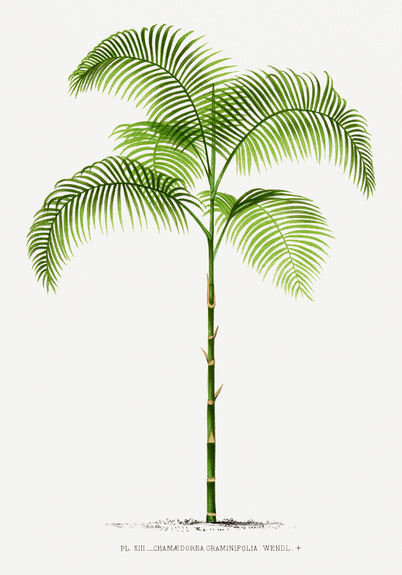 Chamaedorea graminifolia