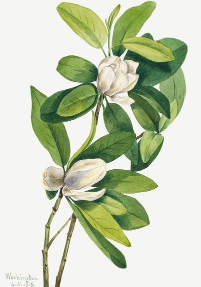 Zweig der magnolie virginiana