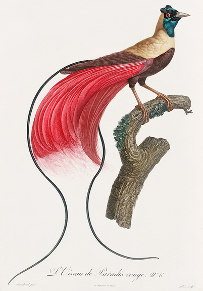 Paradiesvogel mit roten federn
