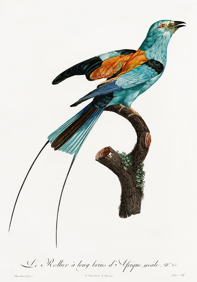 Paradiesvogel mit blauen federn
