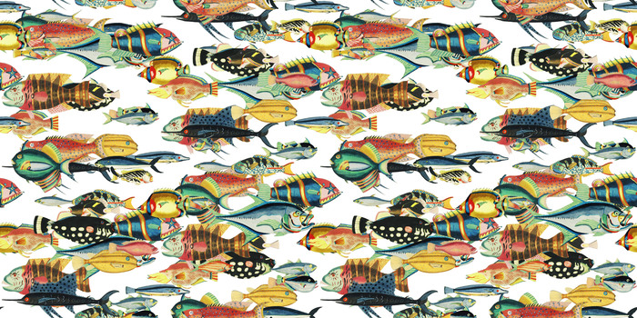 Bunte fische schwarm