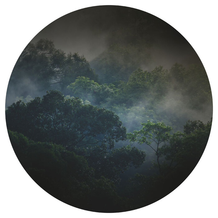 Baumkronen des regenwaldes