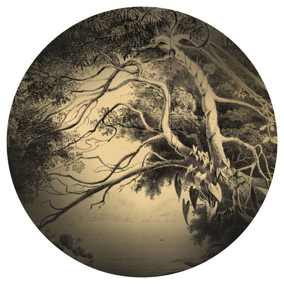 Runde skizze aus einem botanischen tagebuch