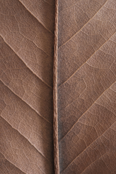 Beiges herbstliches, trockenes blatt