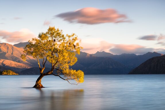 Ein baum vor einer berglandschaft mit einem see im hintergrund