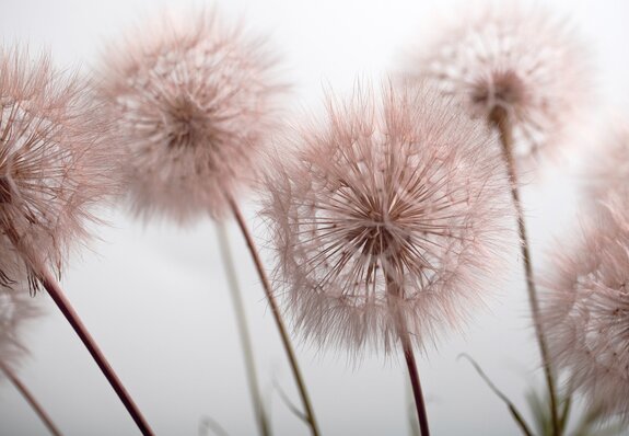 Rosa löwenzahn nahaufnahme