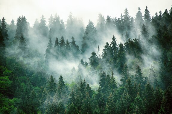 Natürliche landschaft mit einem dunkelgrünen wald im nebel