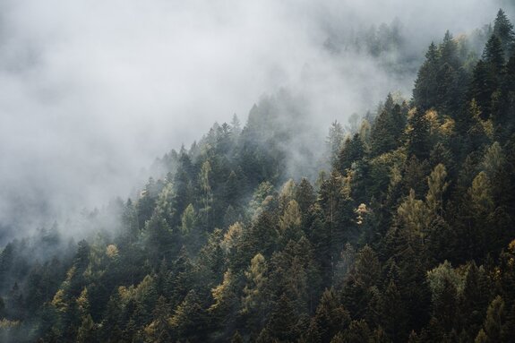 Nadelbäume auf den hügeln im nebel