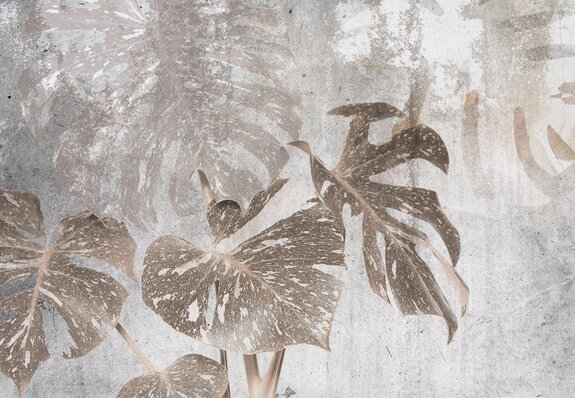 Monstera-blätter auf hellgrauem betongrund