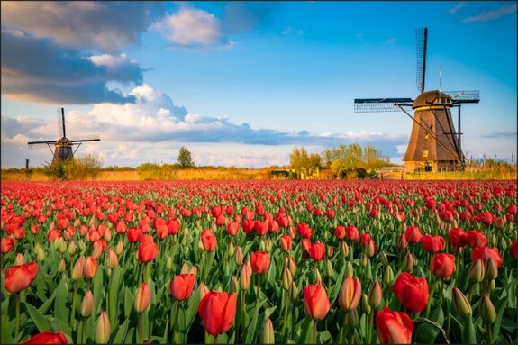 Feld blühender tulpen