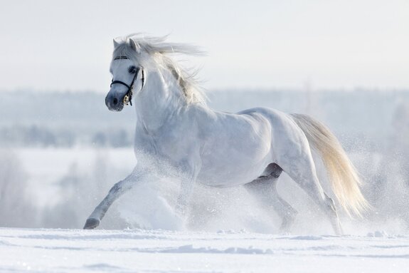 Ein weißes pferd galoppiert im winter auf einem feld