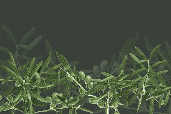 Grüne olivenzweige vor dunklem hintergrund