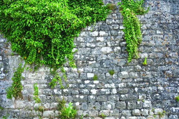 Grüner efeu an einer steinmauer