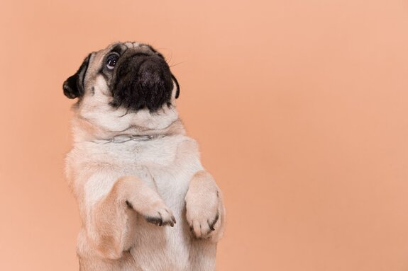 Niedlicher mops vor orangem hintergrund