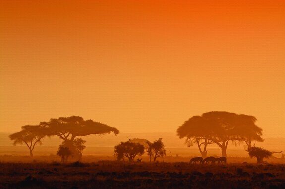 Tiere auf safari bei sonnenuntergang