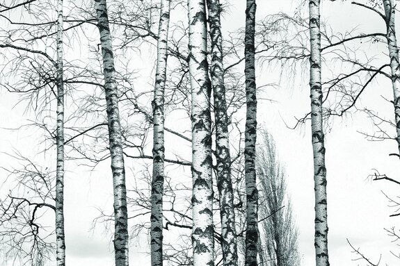 Schwarz-weißer birkenwald