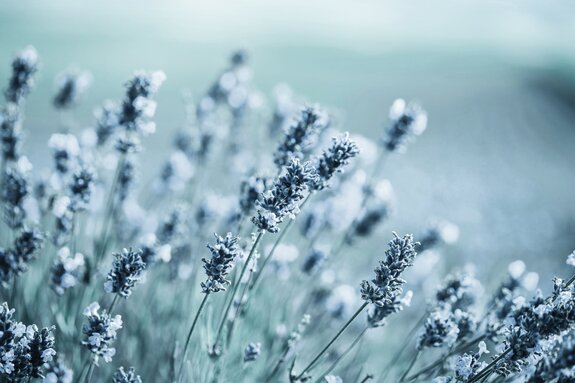 Mit frost bedeckte lavendelblüten