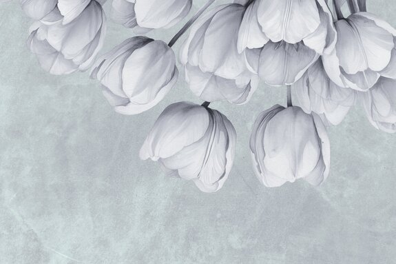 Hängende tulpen an einer betonwand