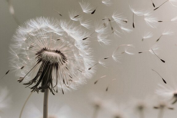 Löwenzahn mit samen im wind botanische grafik