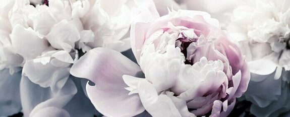 Pastellrosa pfingstrosenknospen